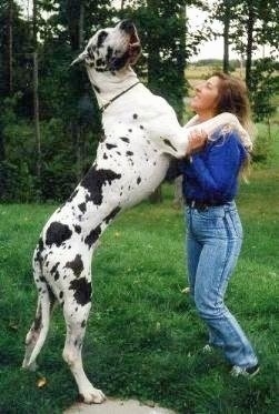 A black and white Great Dane is standing in grass and it has its front paws on the shoulder of a lady in a blue shirt. The dog is a couple of feet taller than the lady.